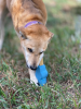 Petz Yak Chew Holder - Durable Rubber Holder for Yak Chews & Bully Sticks