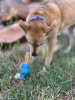 Petz Yak Chew Holder - Durable Rubber Holder for Yak Chews & Bully Sticks