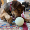 4" Glow-in-the-Dark Dog Ball - Treat Dispenser & Water Toy