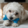 PUP-X Rubber Bone Dog Toy - Durable, Floats, Chew Toy