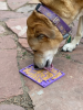 Groovy Love eMat - Small Enrichment Lick Mat| Retro Peace & Love Design