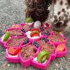 Mandala eTray Shallow Slow Feeder Dog Bowl for Enrichment