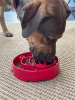 Santa Christmas eBowl Deep Slow Feeder Dog Bowl for Enrichment