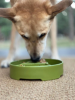 Pine Tree Christmas eBowl Deep Slow Feeder Dog Bowl for Enrichment