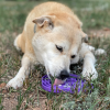Water Frog eTray - Shallow Slow Feeder Dog Bowl for Enrichment