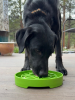 Garden Design eTray - Shallow Slow Feeder Dog Bowl for Enrichment