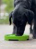 Garden Design eTray - Shallow Slow Feeder Dog Bowl for Enrichment