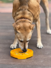 Sunflower eTray Shallow Slow Feeder Dog Bowl for Enrichment